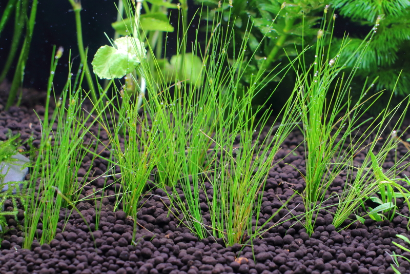 植栽から1日目　ヘアーグラスショート